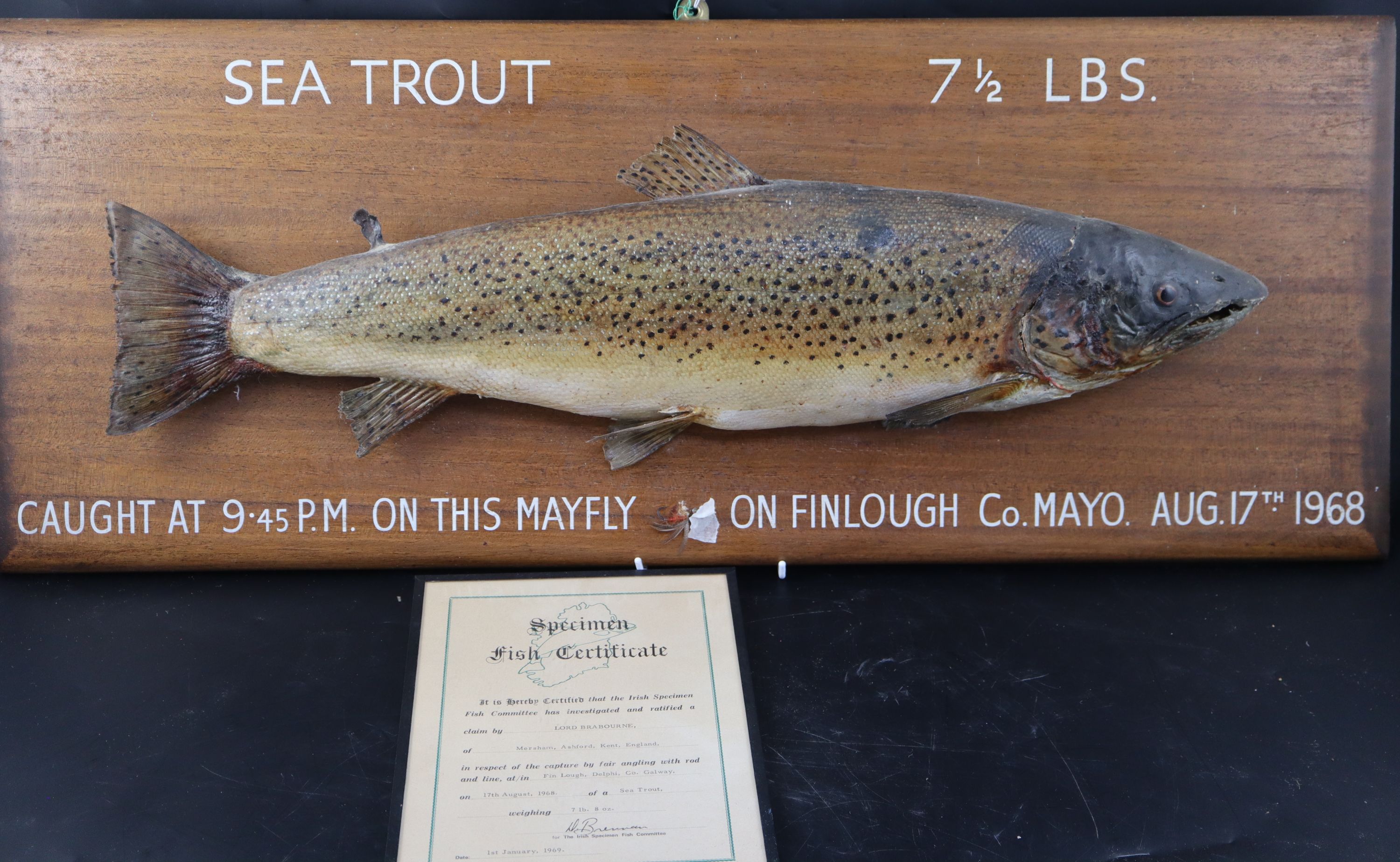 A mounted taxidermic Sea Trout (Salmo trutta), plaque 34 x 85cm, with glazed certificate